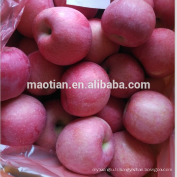 Rosy Blush fuji apple grandes tailles-vente chaude